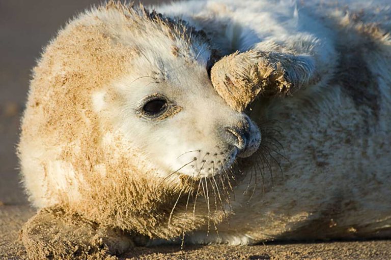 Donna Nook Seal Pup